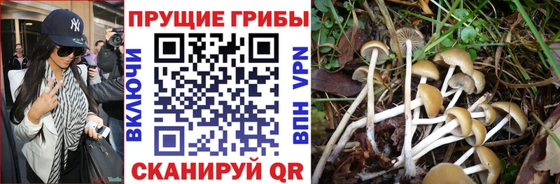 купить  сайты  Алдан  Галлюциногенные грибы мицелий 